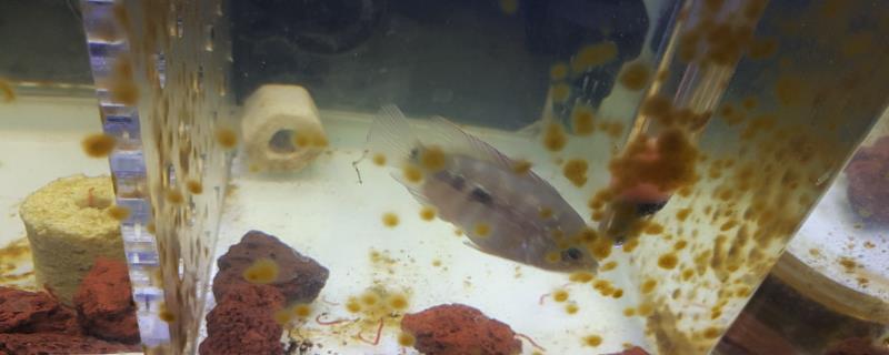 鱼缸里有黄斑的原因