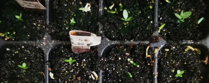 洋桔梗育苗移栽方法