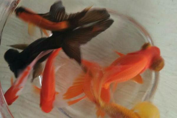 养金鱼过多久未死亡就算成功，经过2周依然存活就算成功饲养