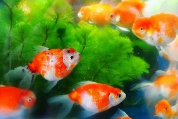 养金鱼过多久未死亡就算成功，经过2周依然存活就算成功饲养