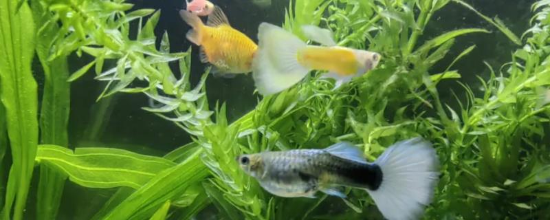 孔雀鱼公母区分方法