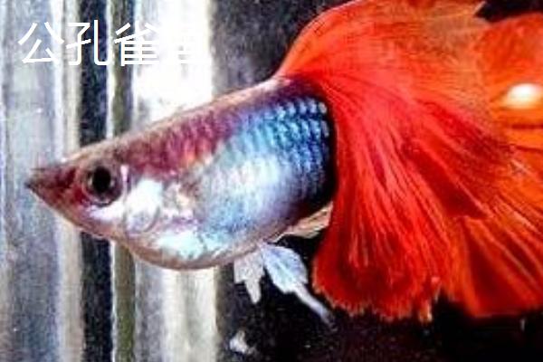 孔雀鱼公母区分方法，公鱼颜色鲜艳、母鱼颜色单一