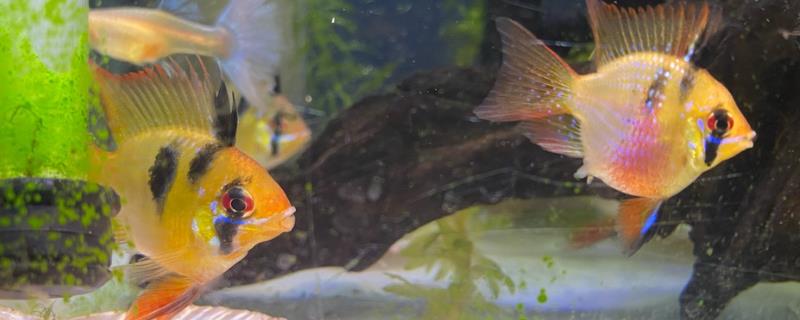 怎么防治荷兰凤凰鱼白点病