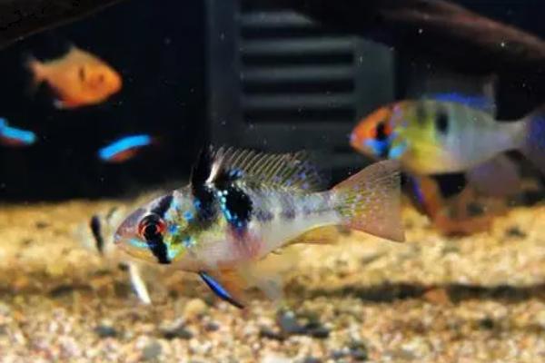 怎么防治荷兰凤凰鱼白点病，提高水温可灭杀其体内寄生虫