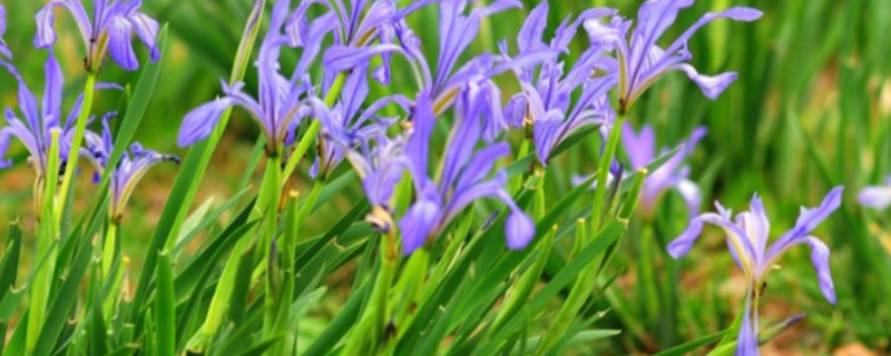 自制兰花叶面肥