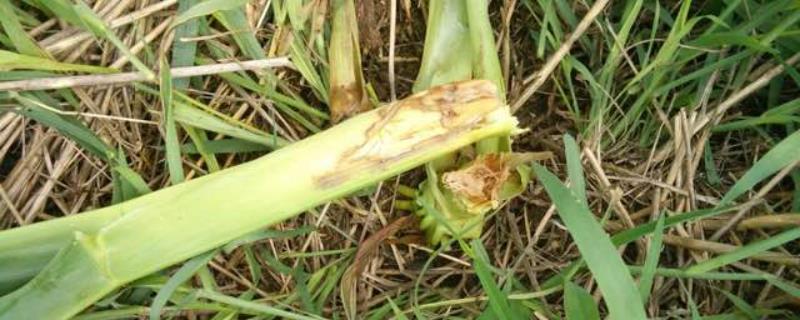 怎么防治甜玉米细菌性茎腐病