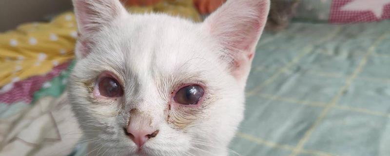 猫鼻支的防治措施