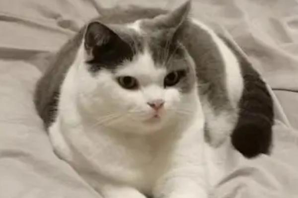 猫鼻支的防治措施，及时隔离患病的猫咪