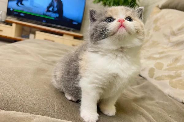 猫鼻支的防治措施，及时隔离患病的猫咪