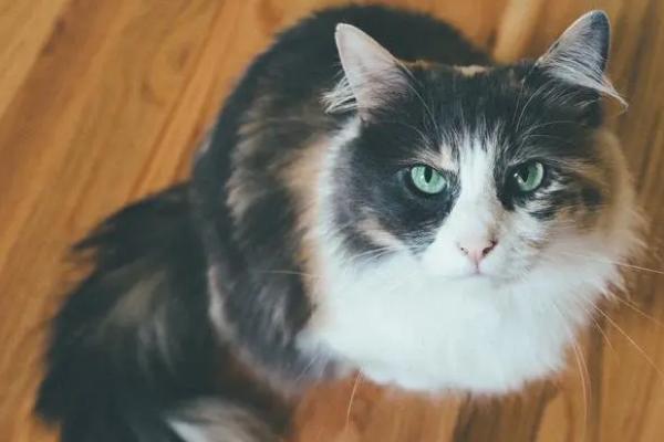 猫鼻支的防治措施，及时隔离患病的猫咪