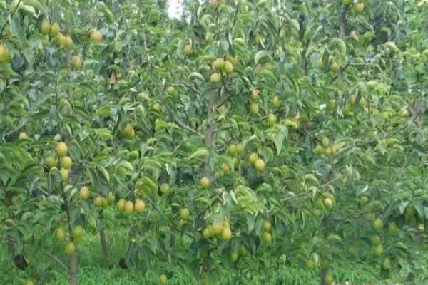 梨树夏季管理的方法，每10-15天喷施一次叶面肥