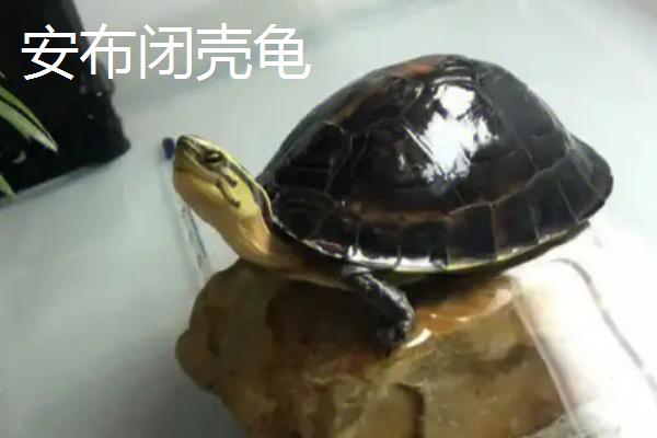 乌龟是不是群居动物，小型乌龟则是群居的