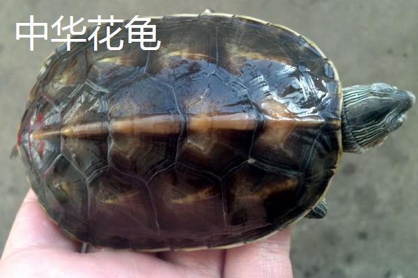 乌龟是不是群居动物，小型乌龟则是群居的