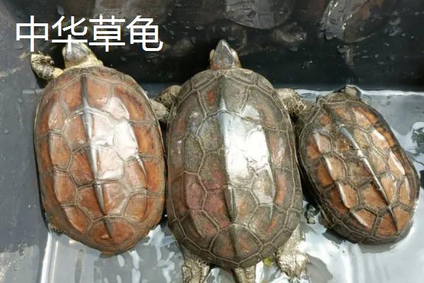 乌龟是不是群居动物，小型乌龟则是群居的