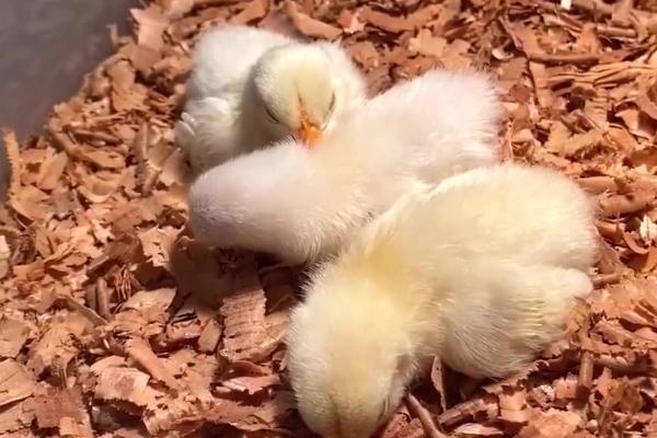 小鸡仔能否吃面条，可以吃但不能添加调味料