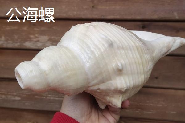 海螺如何生长出来，受精卵会逐渐发育成幼螺