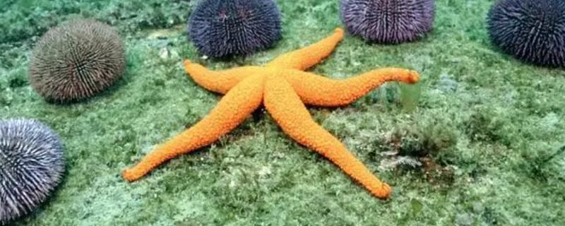 海星能在淡水里生活吗
