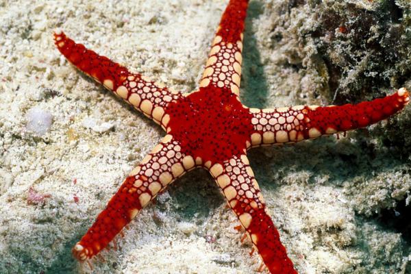海星能在淡水里生活吗，海洋生物不能生活在淡水中