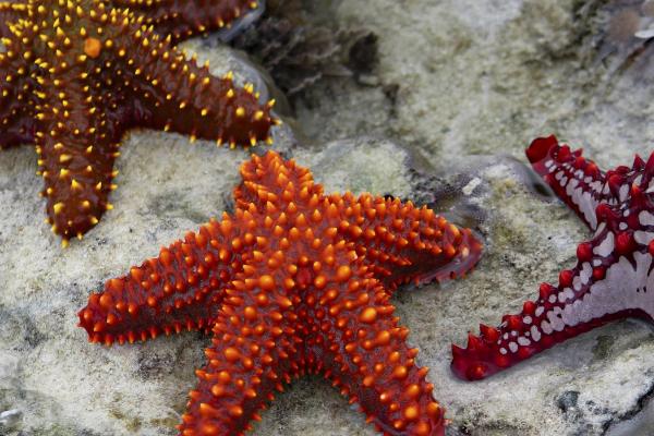 海星能在淡水里生活吗，海洋生物不能生活在淡水中