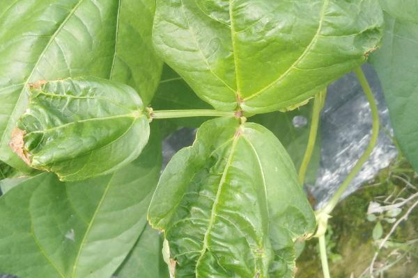 豆角苗卷叶子的原因，药害和虫害都会导致