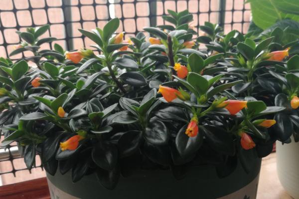 金鱼吊兰不开花怎么办，冬季少浇水