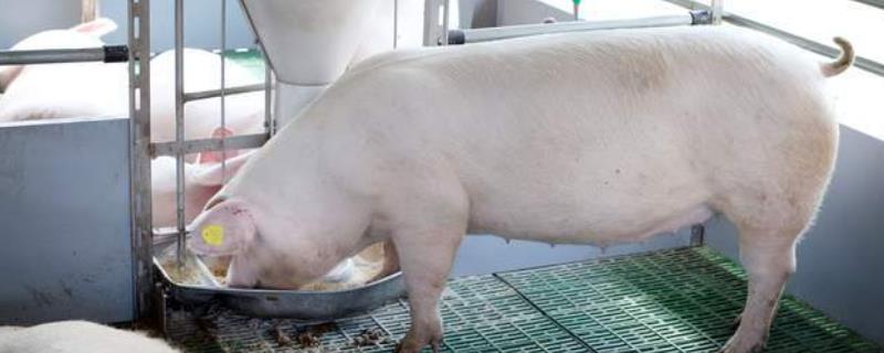 二元母猪几个月开始发情