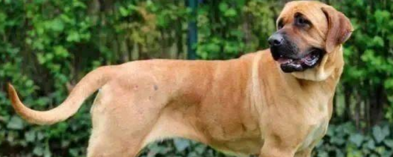 土佐犬多少钱一只