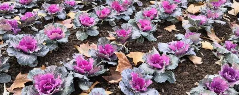 羽衣甘蓝的虫害防治技术