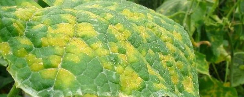 蔬菜霜霉病的不同区别