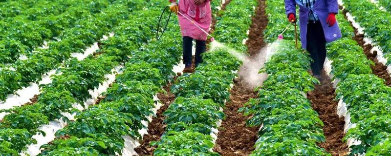 蔬菜分类施肥要点