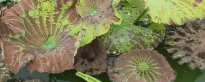 莲藕黑斑病的防治方法