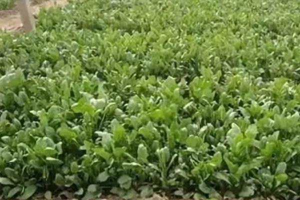 秋菠菜越冬保苗技术，覆盖防寒物抗寒
