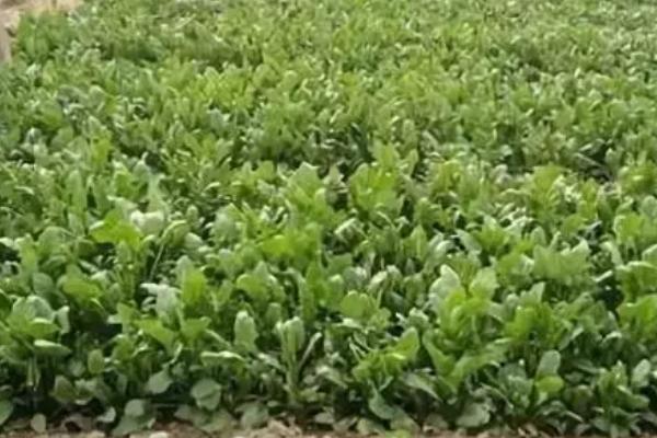 秋菠菜越冬保苗技术，覆盖防寒物抗寒