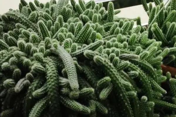 鼠尾掌的栽培技术，可每月施肥一次