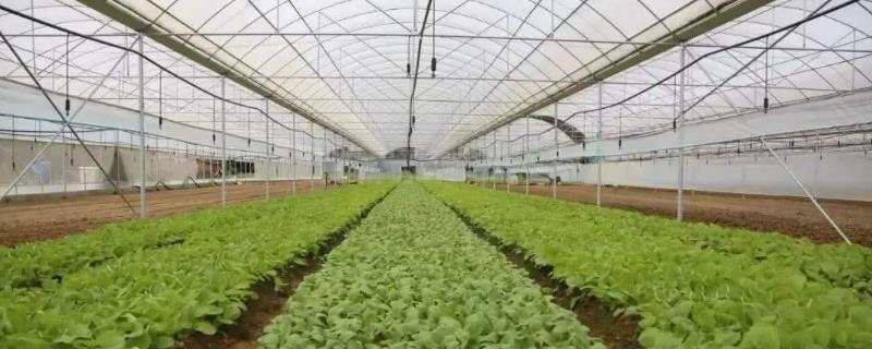 大棚栽培蔬菜与露地栽培蔬菜的区别
