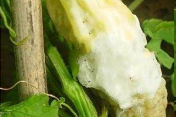 怎么防治苦瓜白绢病，发病初期可对病穴灌药