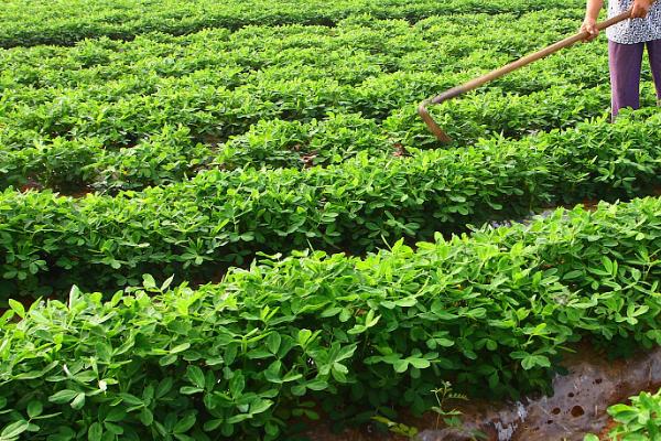 花生叶面施肥及使用方法，不同肥料适合不同阶段