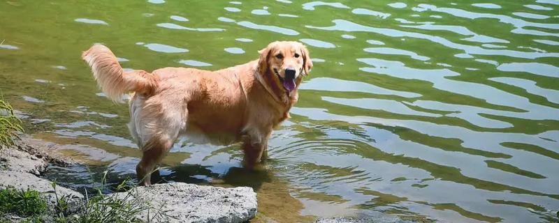 金毛犬和拉布拉多的区别有哪些