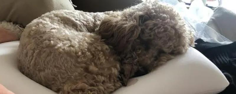 狗狗吐黄水怎么回事