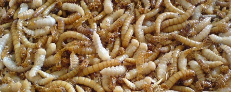 黄粉虫冬季养殖管理方法要点有哪些