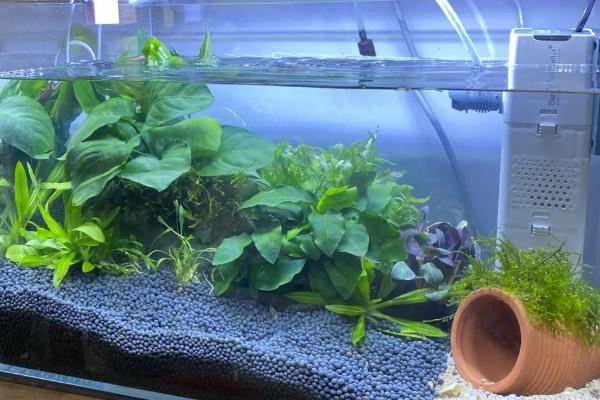 鱼缸有鱼能放硝化细菌吗，氧气、温度、光照是关键