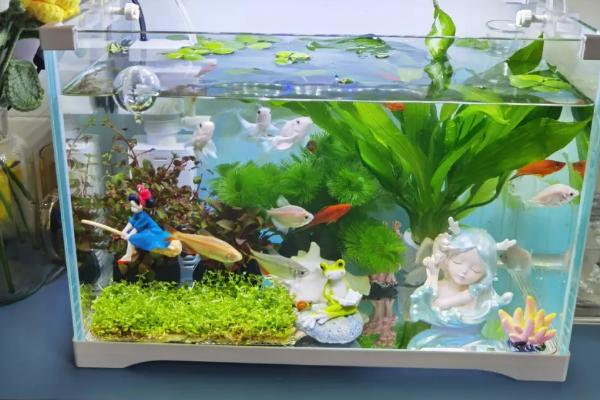 鱼缸有鱼能放硝化细菌吗，氧气、温度、光照是关键