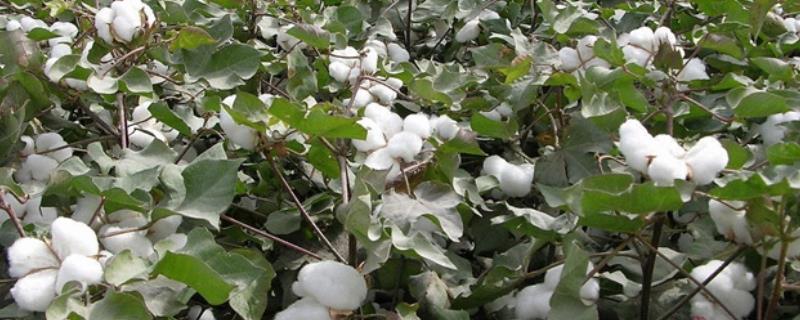 棉花高产施肥要点