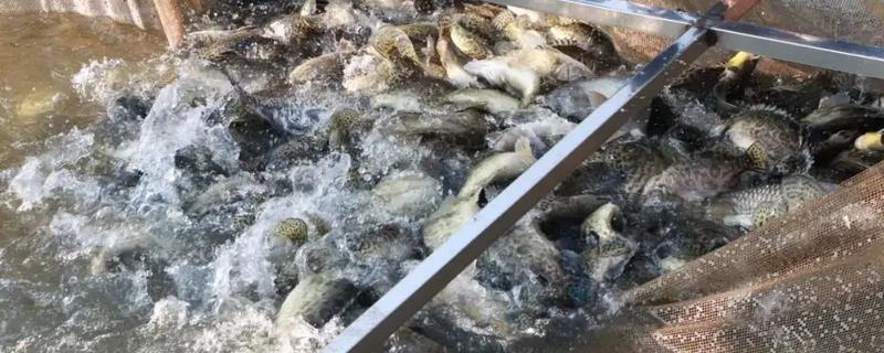 桂鱼吃什么饲料