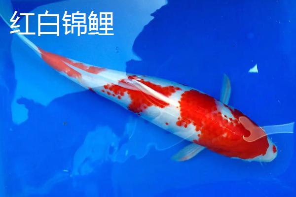 怎么挑选芥子锦鲤，红色眼睛的价值高