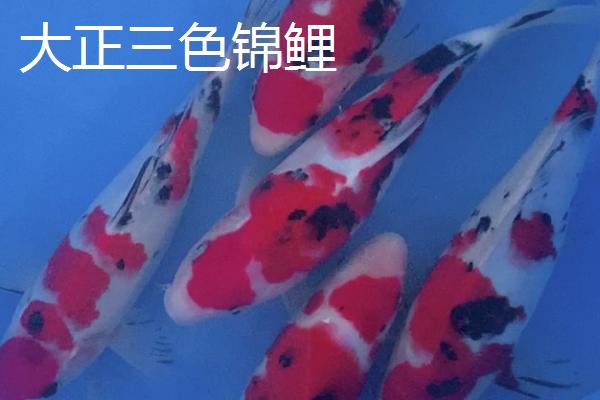 怎么挑选芥子锦鲤，红色眼睛的价值高