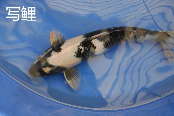 怎么挑选芥子锦鲤，红色眼睛的价值高