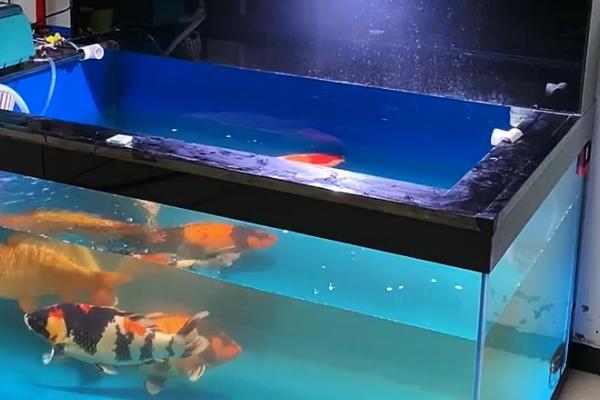 鱼缸能不能每天都换水，每天更换不利于鱼儿生长