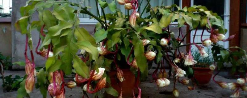 怎么修剪昙花