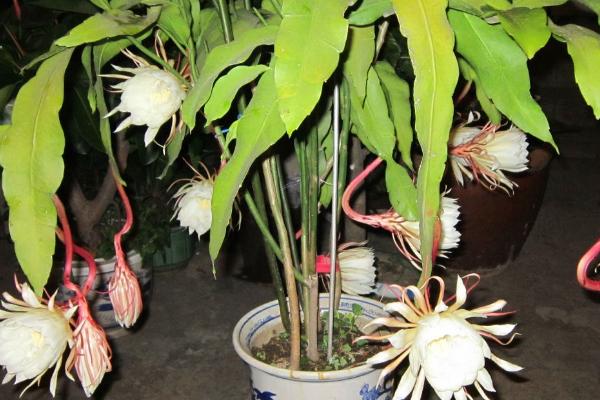 怎么修剪昙花，枯枝残叶可直接剪掉
